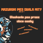 MAZURSKI PIES OBALA MITY